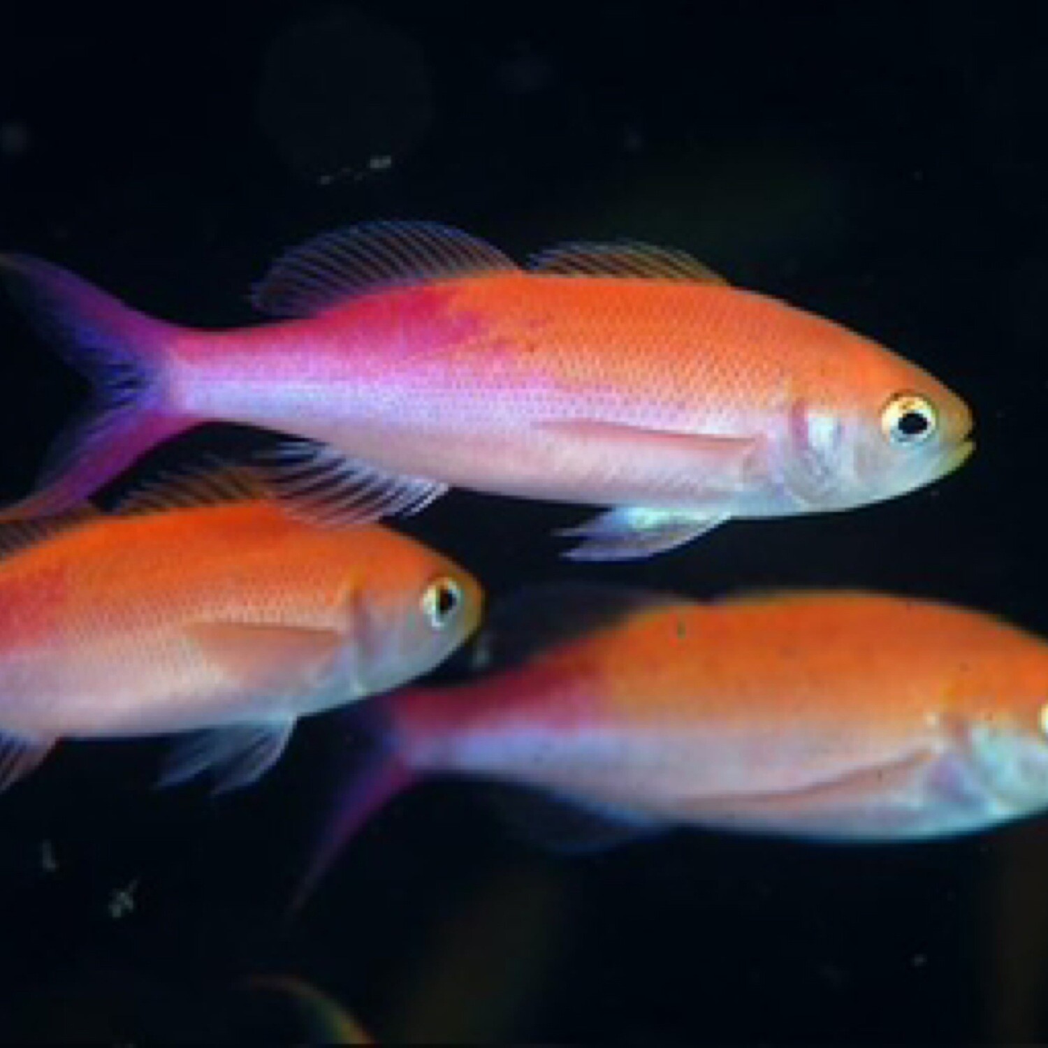 Purple Pygmy Anthias Waitei