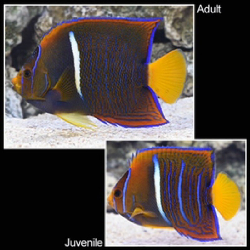 Passer Angelfish Juvenile