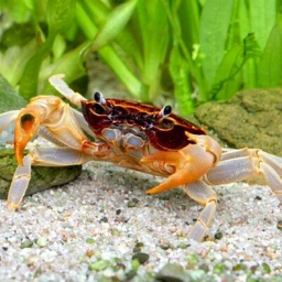 Towuti crab - Rusty brown Sulawesi crab - Parathelphusa ferruginea