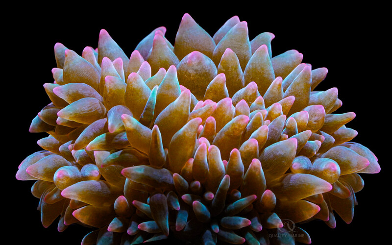 Pink Tip Green Bubbletip Watermelon anemone