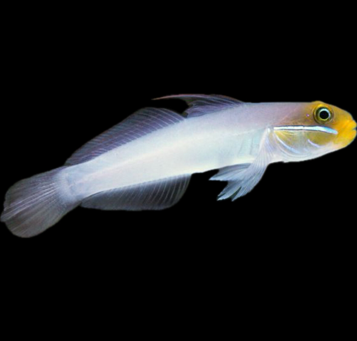 Golden Head Sleeper Goby Mac Certified