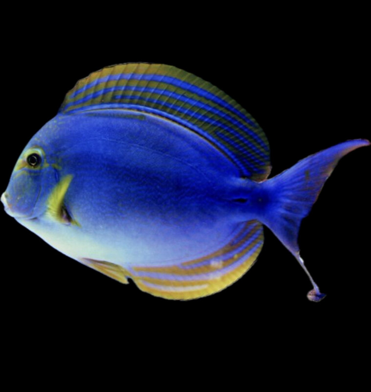 Yellowfin Tang Xanthopterus Med