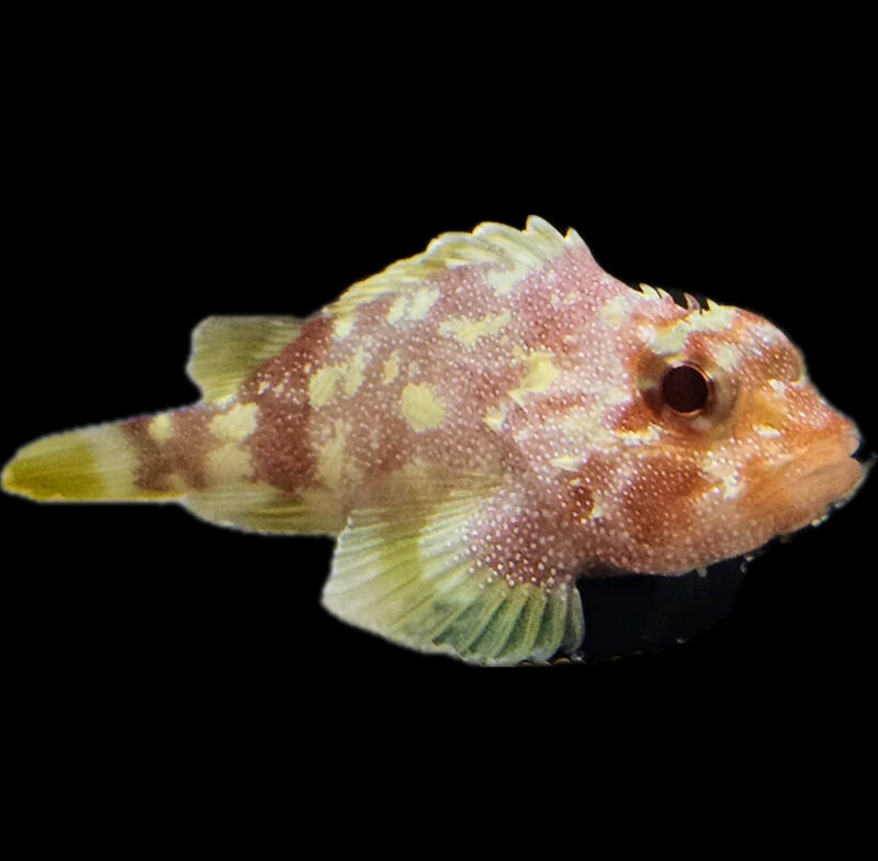 Yellowspotted Dwarf Scorpionfish