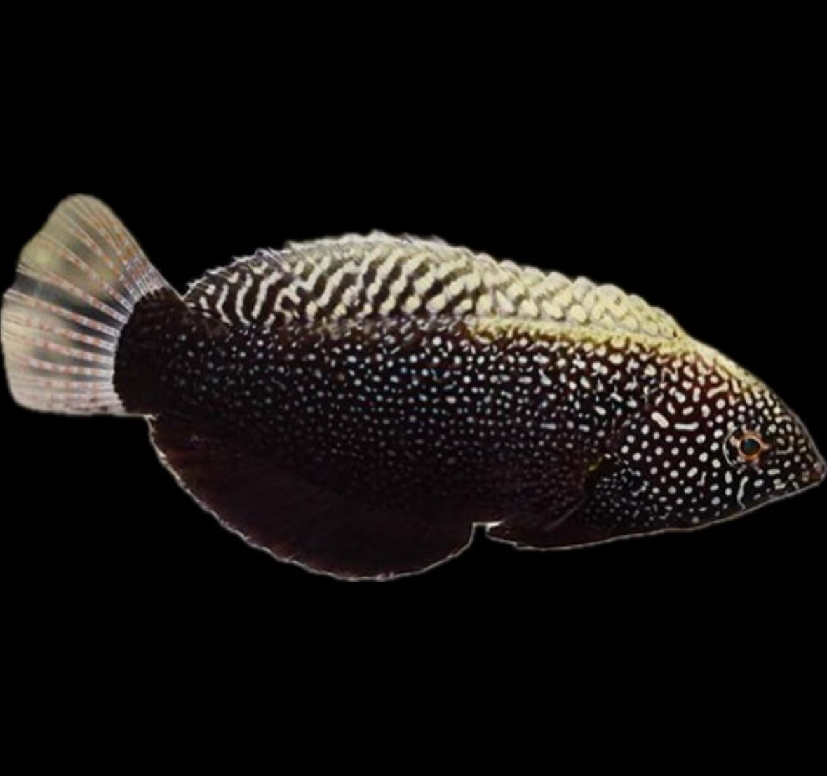 Black Leopard Wrasse