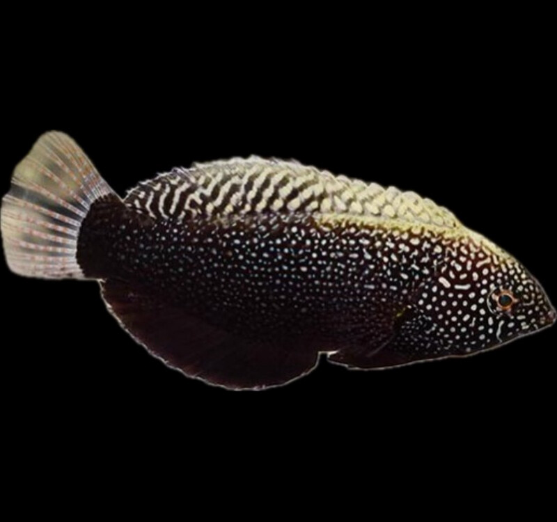 Black Leopard Wrasse