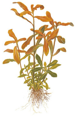 Tropica Ammannia crassicaulis 