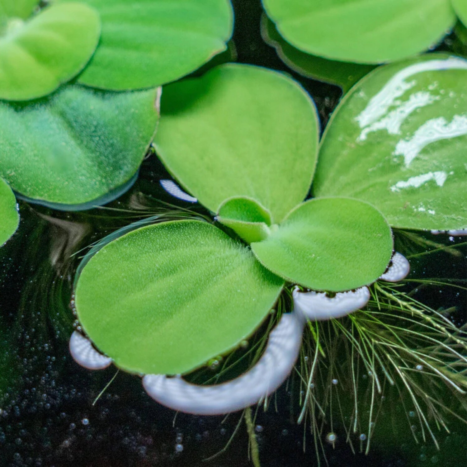 Dwarf Water Lettuce - Pista Stratiotes
