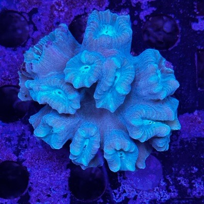 Candy Cane Coral colony - mint green