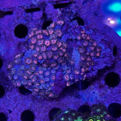 Zoanthids - Pink colony