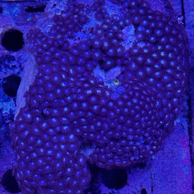 Zoanthids Large colony - blue