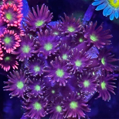 Goniopora - Glitter tip purple with yellow centre