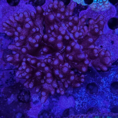 Finger Leather coral 