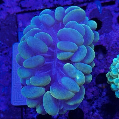 Bubble Coral - Yellow