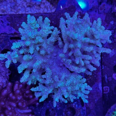 Finger leather coral - neon green