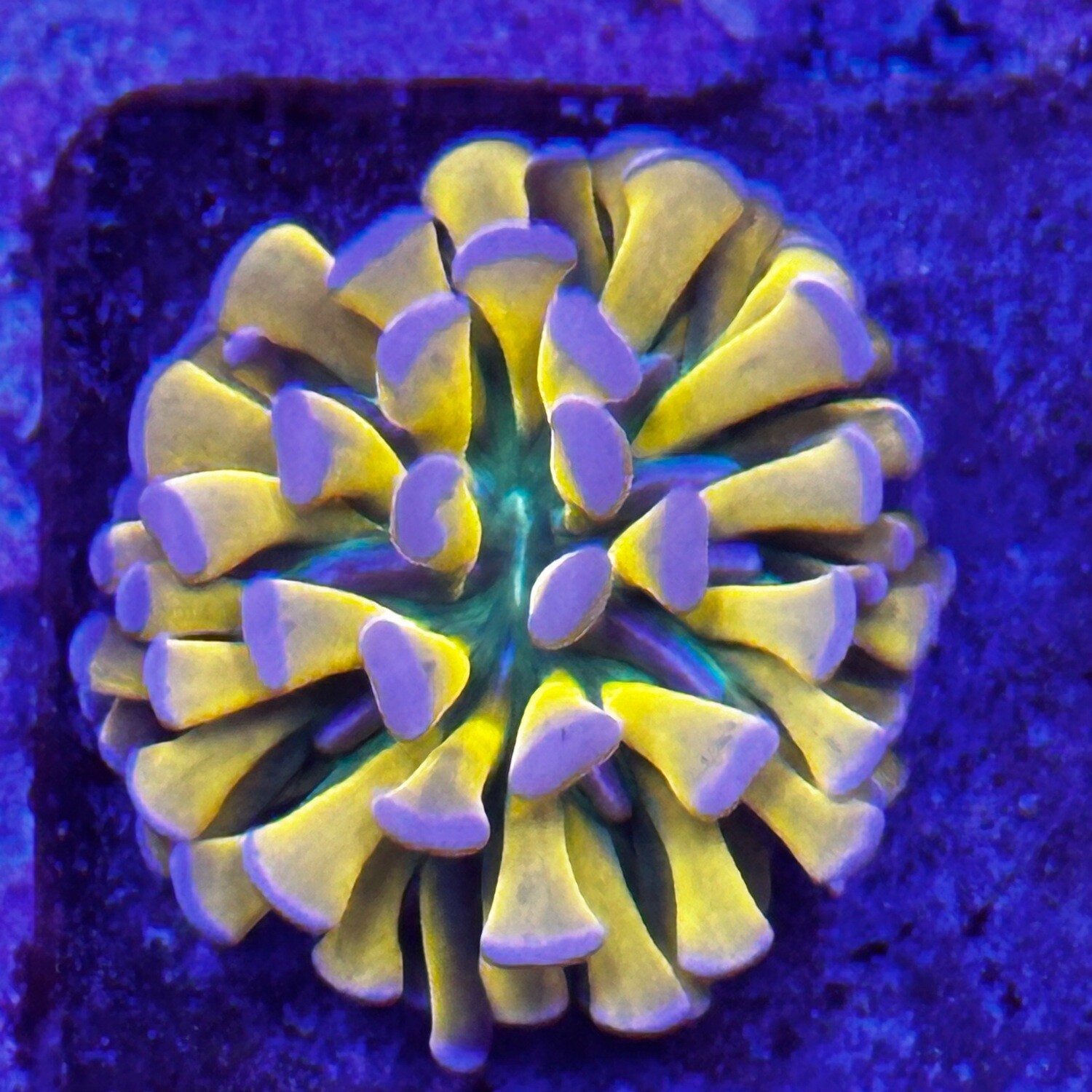 Tiger Torch coral