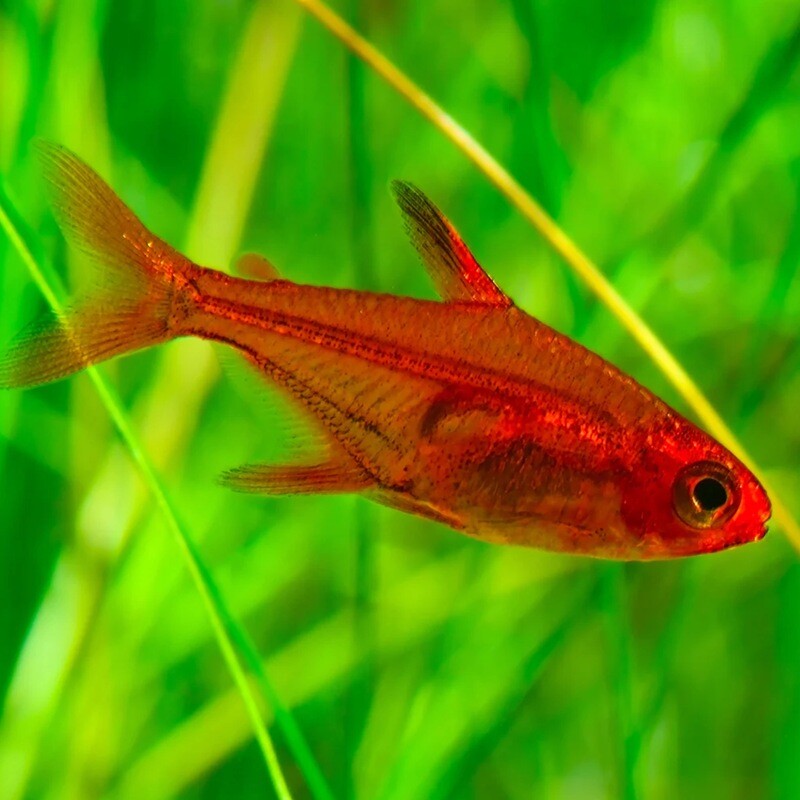 Ember Tetra (Hyphessobrycon amandae)