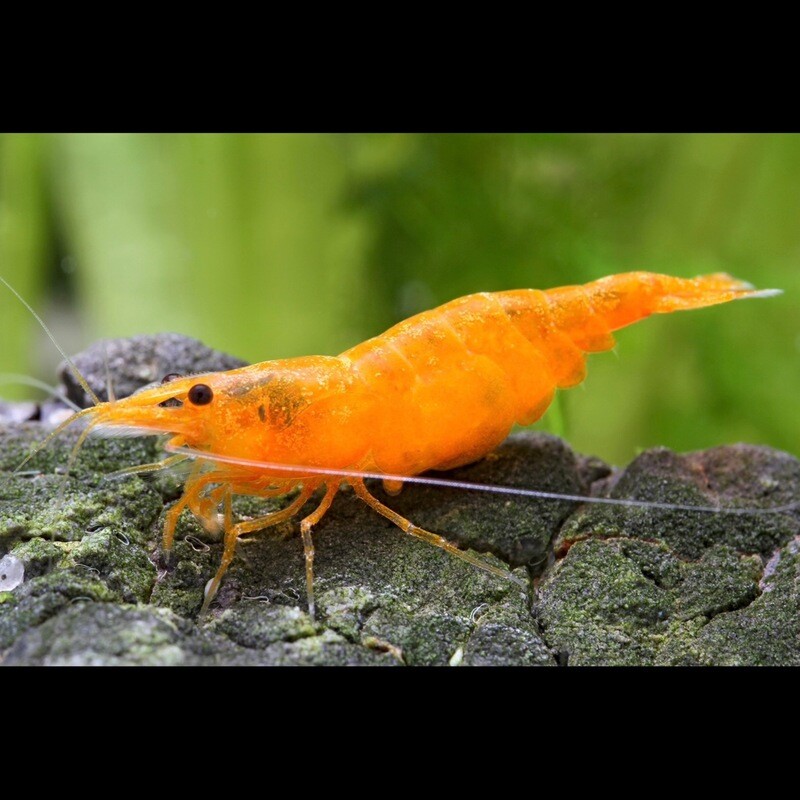 Orange Fire Shrimp Neocaridina Davidi var.