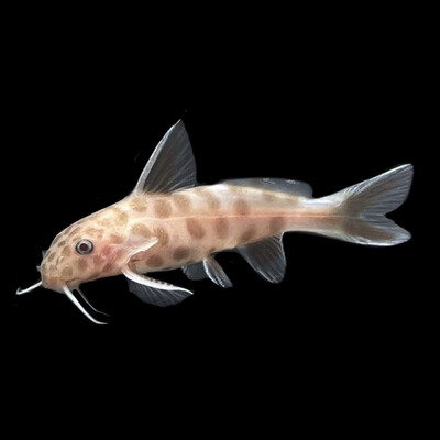 Synodontis Petricola PINK catfish