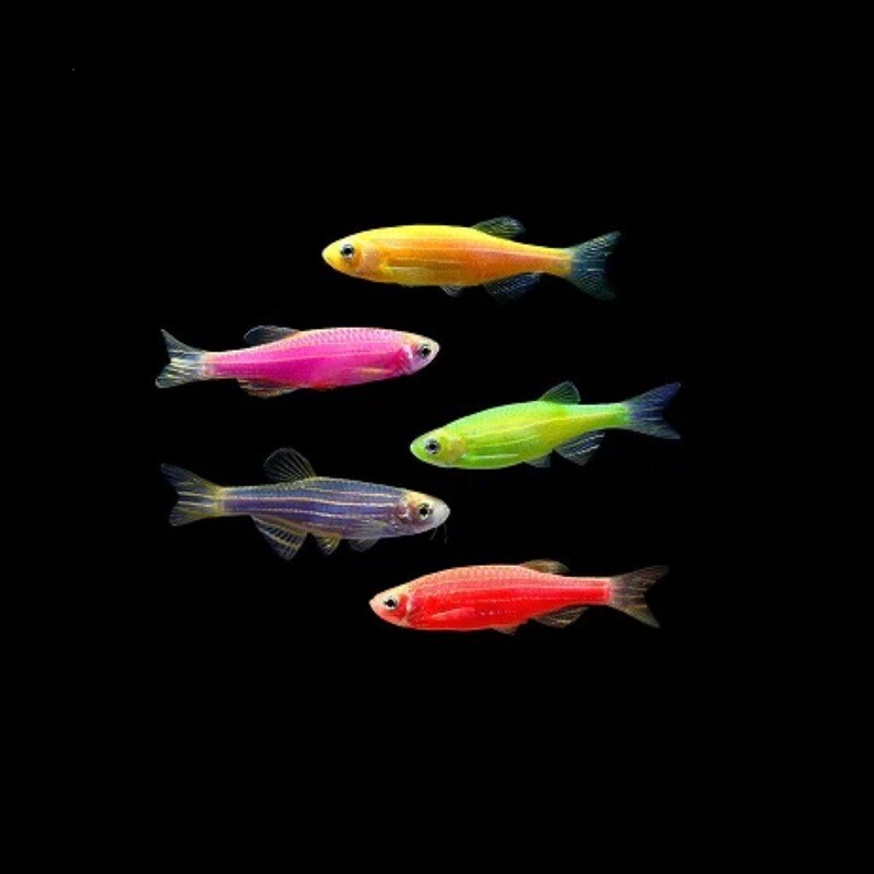 Glofish Danio - Various