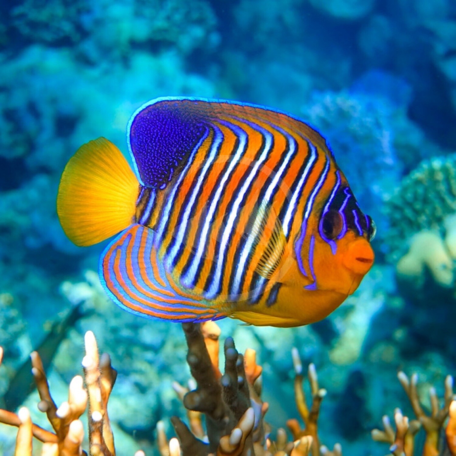 Regal (orange) Angelfish ML