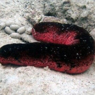 Sea Cucumber - Red & Black