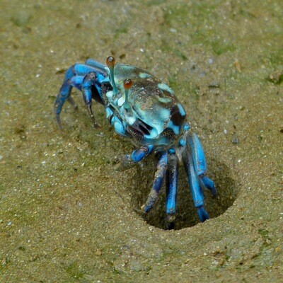 Blue Fiddler Crab