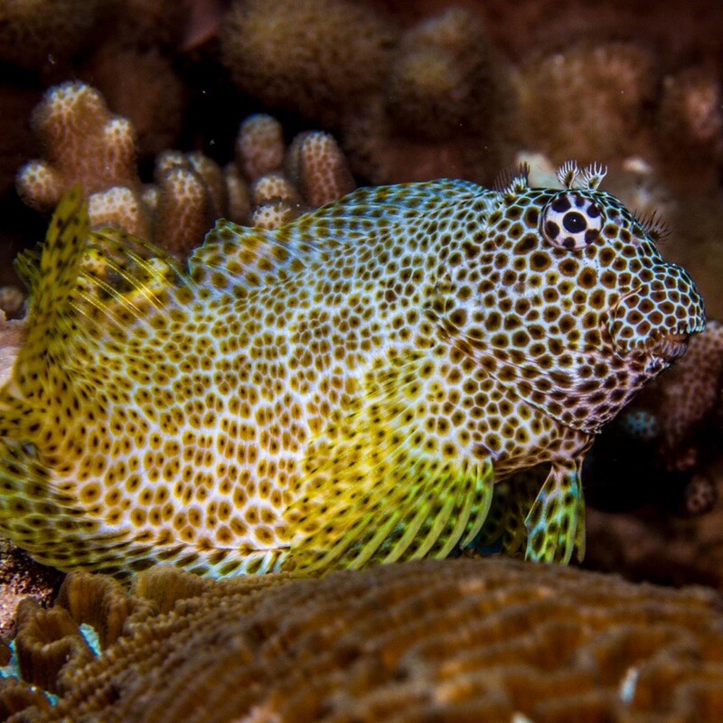 Red Leopard Blenny