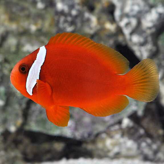 Captive Bred Tomato Clownfish Lg