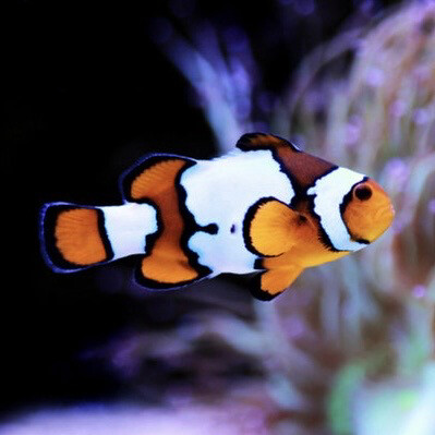 Captive Bred Black Ice Snowflake Clownfish Small