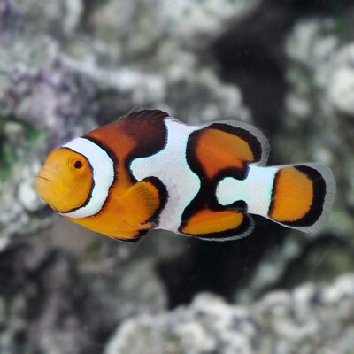 Captive Bred Picasso Clownfish Percula