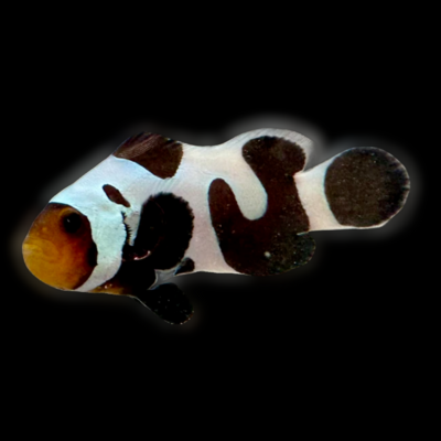 Black Gladiator/Davinci Clownfish