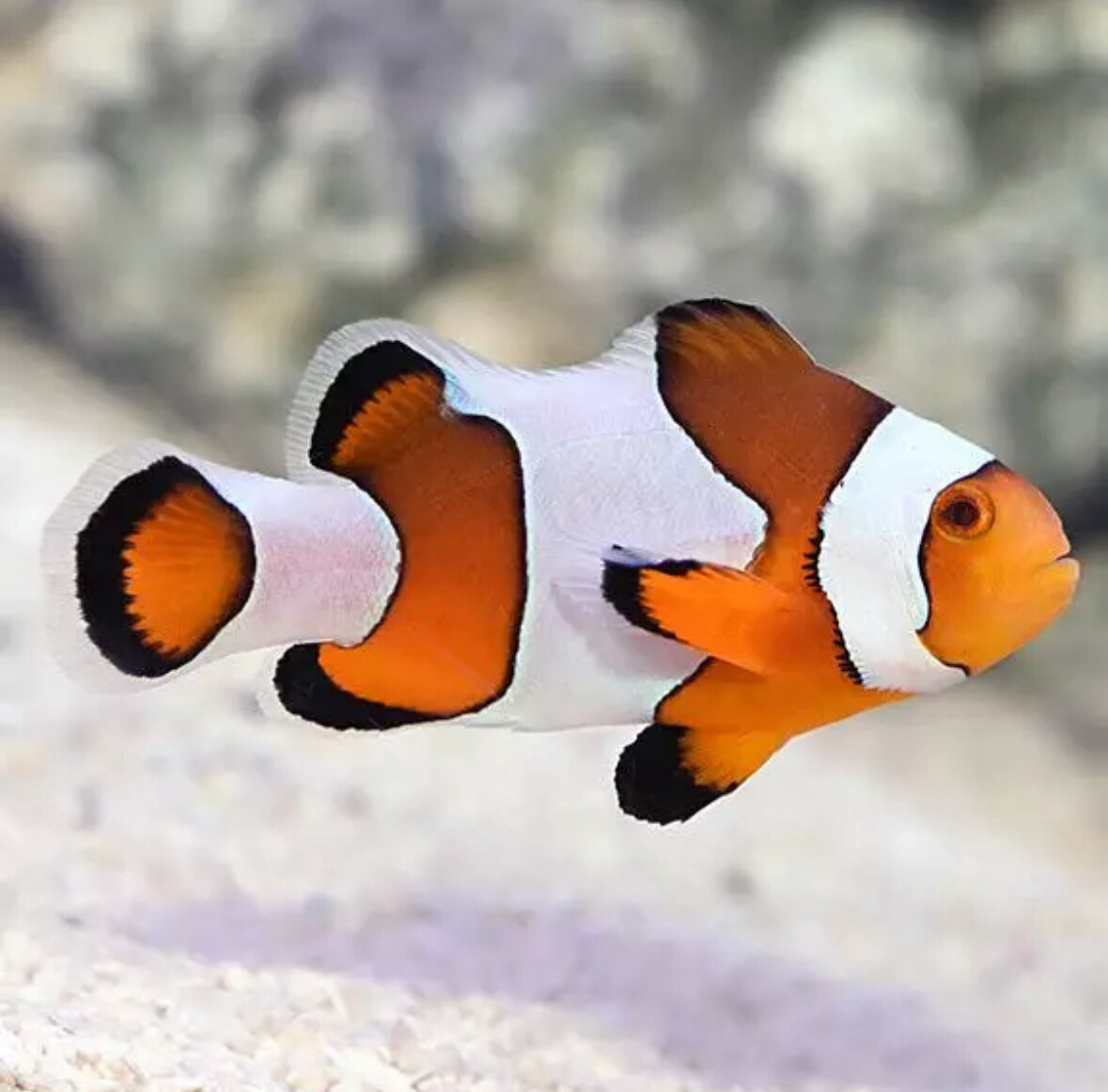 Wide Bar Gladiator Clownfish
