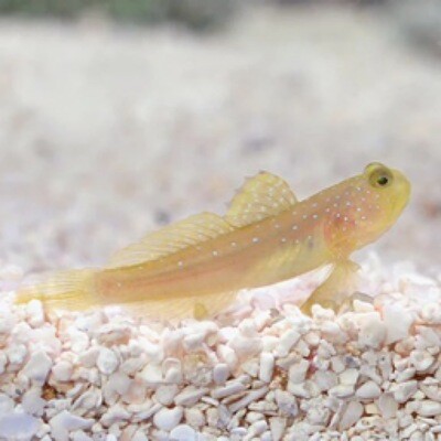 Captive Bred Yellow Watchman Goby