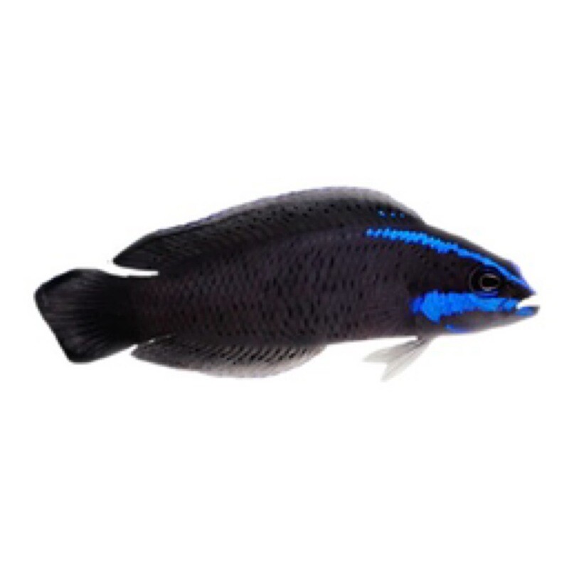 Captive Bred Springeri Dottyback