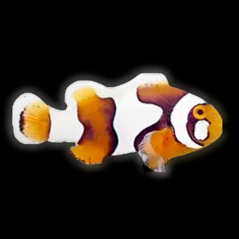 Captive Bred Cheek Spot Percula clownfish