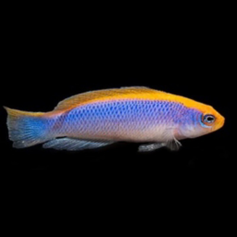 Captive Bred Sunrise Dottyback