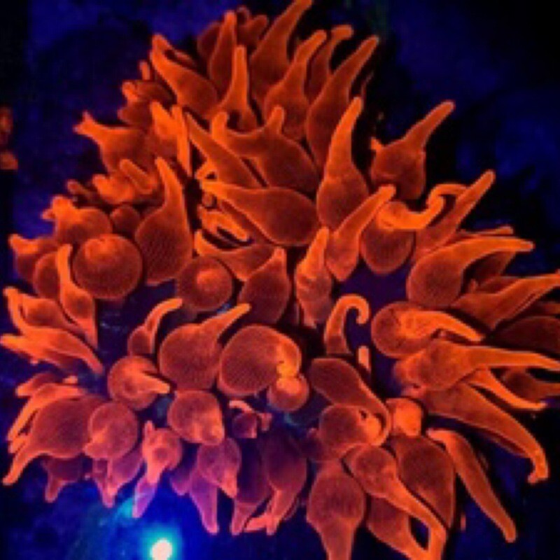 Black Widow Anemone