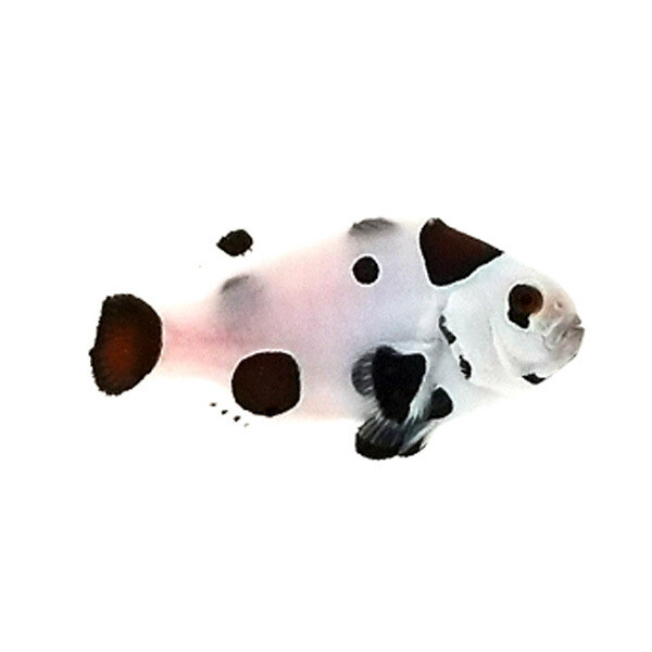 Captive Bred Super Storm Clownfish