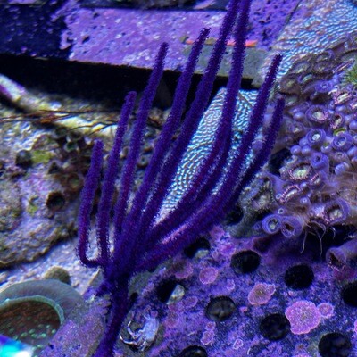 Purple Searod Gorgonian colony
