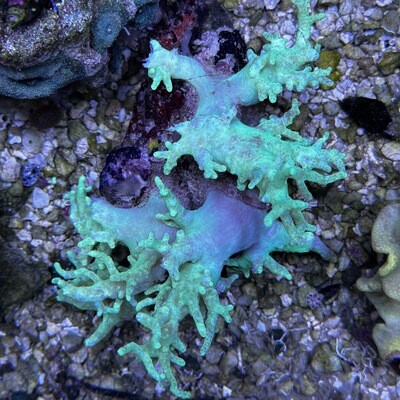 Neon Green Finger coral