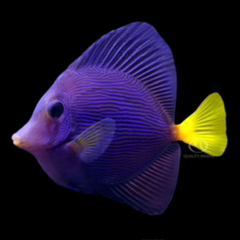 Captive Bred Purple Tang