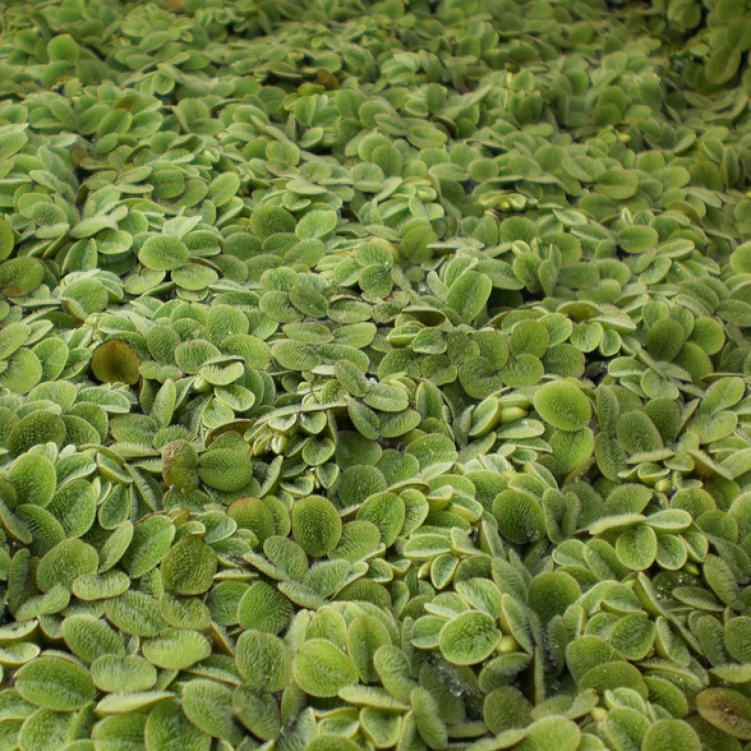 Salvinia Minima - Cat’s Tongue