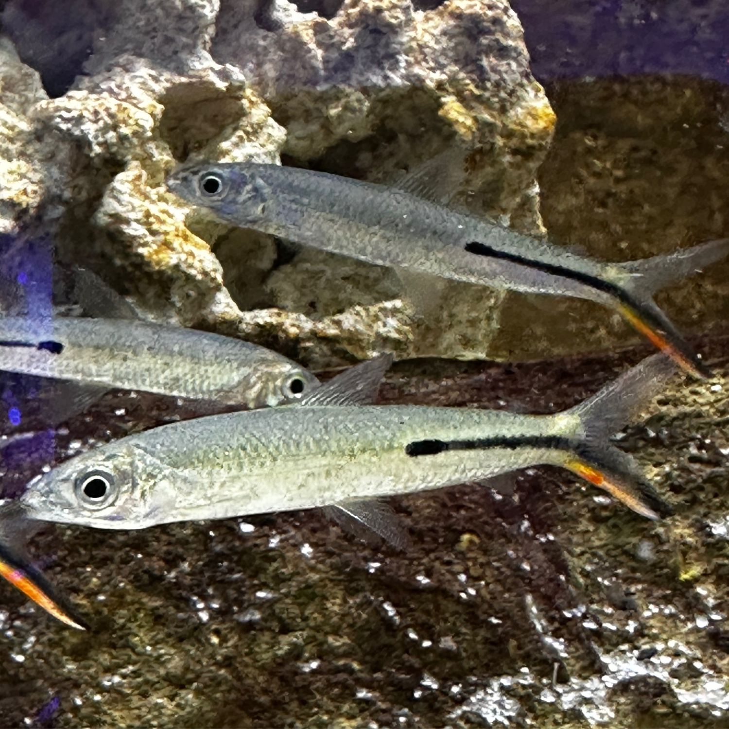 Red Tail Hemiodus Tetra