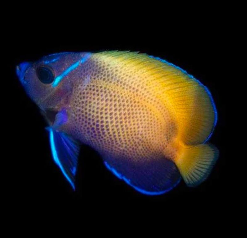Biota Captive Bred Majestic Angelfish (Pomacanthus navarchus)