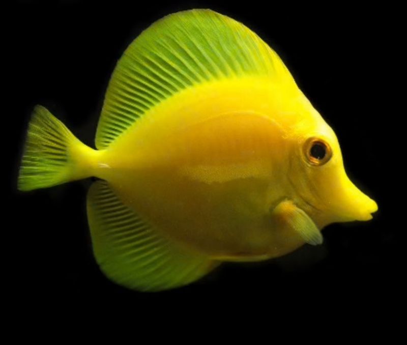 Biota Captive Bred Hawaiian Yellow Tang 3”
