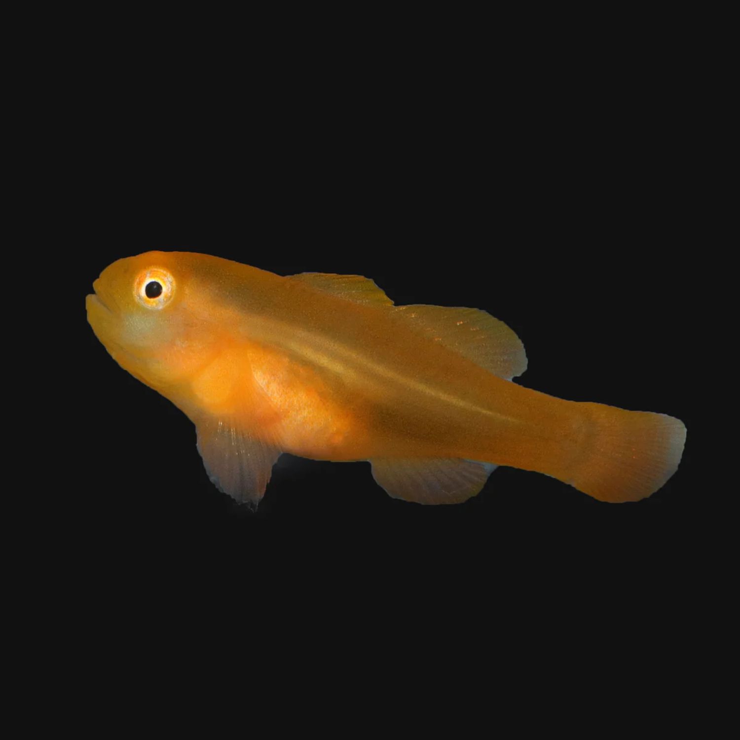Biota Yellow Clown Goby