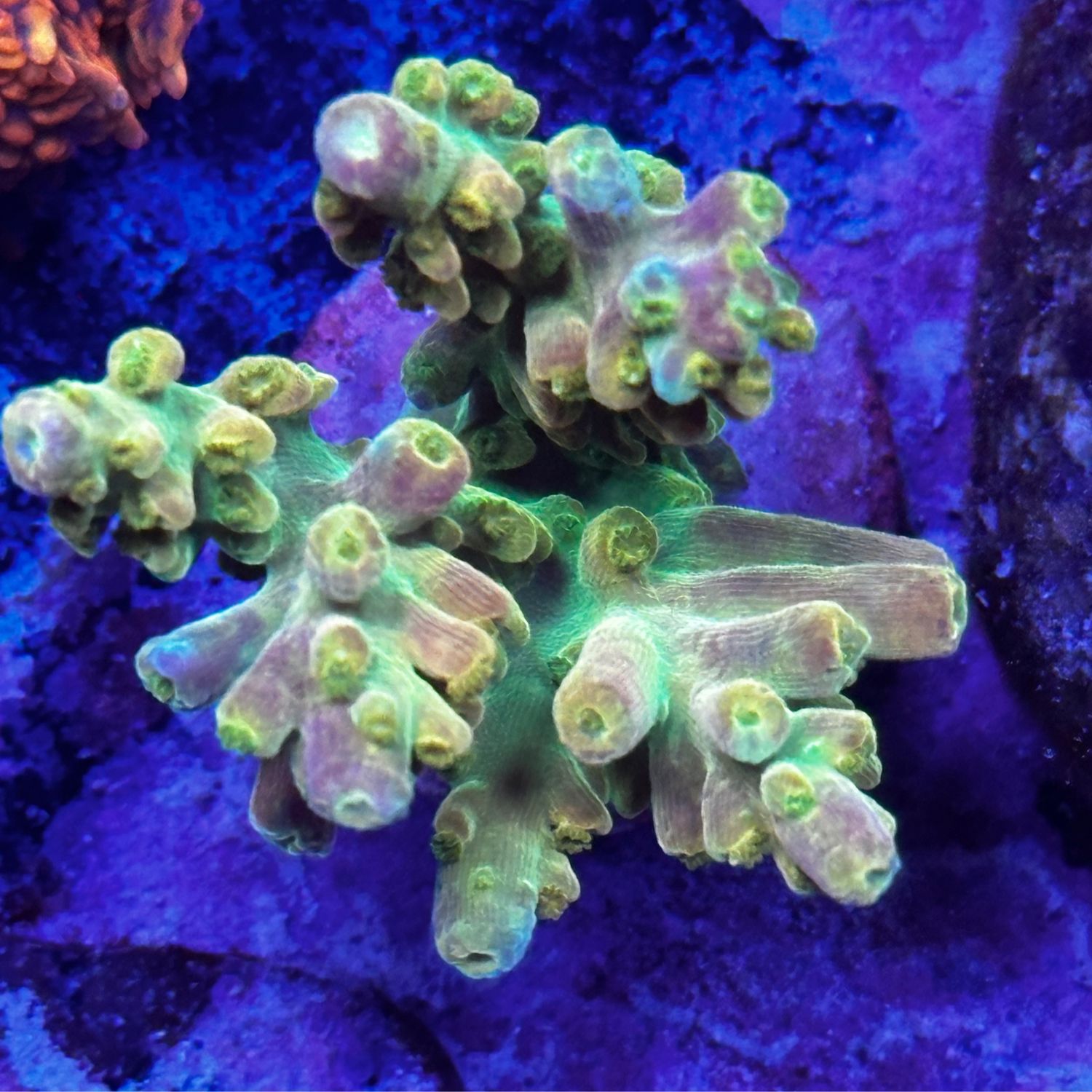 Rainbow Loom frag