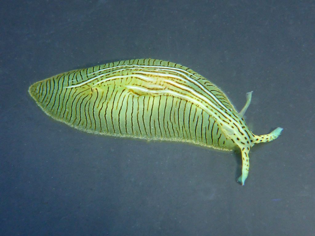 Green Sea Hare