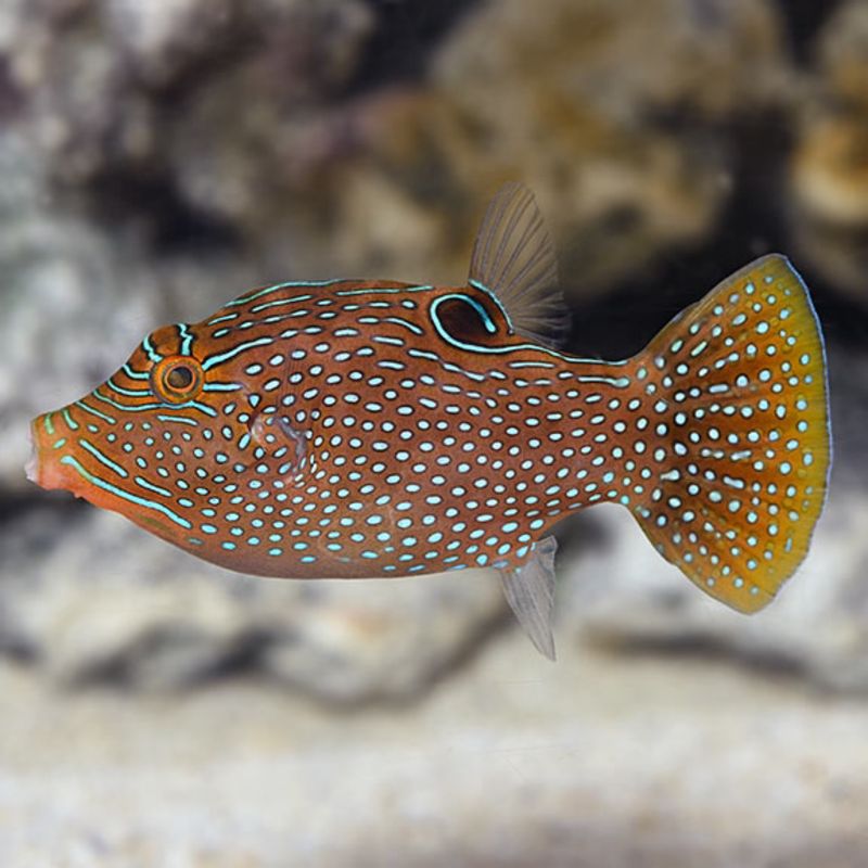 Blue Dot Toby Pufferfish