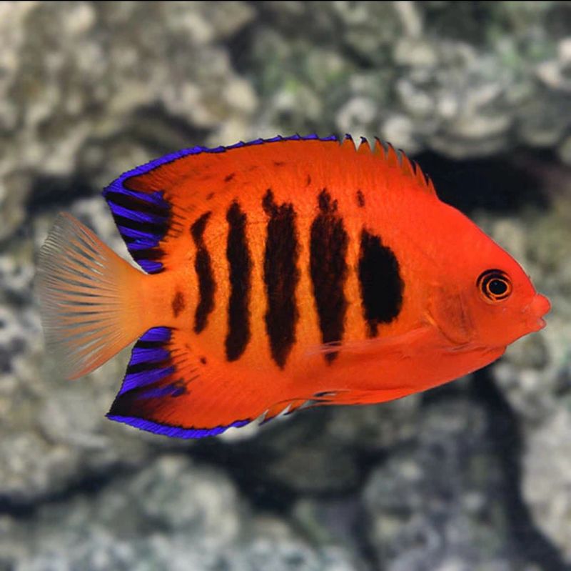Flame angelfish